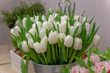 Bright white tulips close-up in a bouquet on a blurry background. Spring flowers as a gift for a woman's birthday and anniversary. A beautiful juicy April bouquet in a bucket at the breeders.