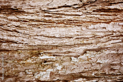 Bark wooden texture background , close up
