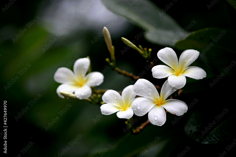 Plumeria flowers on the tree , close up Plumeria flowers on the tree , close up