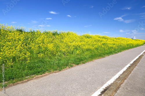 満開の菜の花咲く江戸川土手とサイクリング道路風景