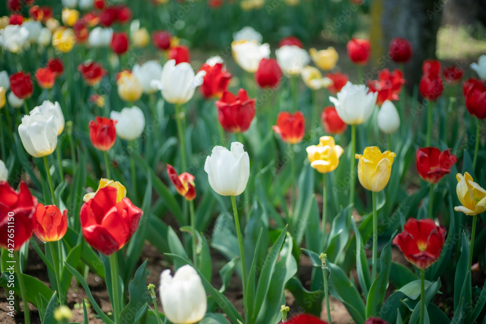 Obraz premium チューリップ