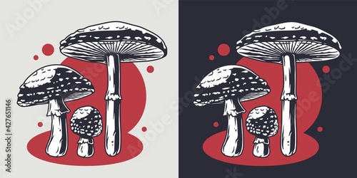 Mushroom picking of amanita. Poison mushrooms or fungus inedible fly agaric. Nature fungi fly-agaric