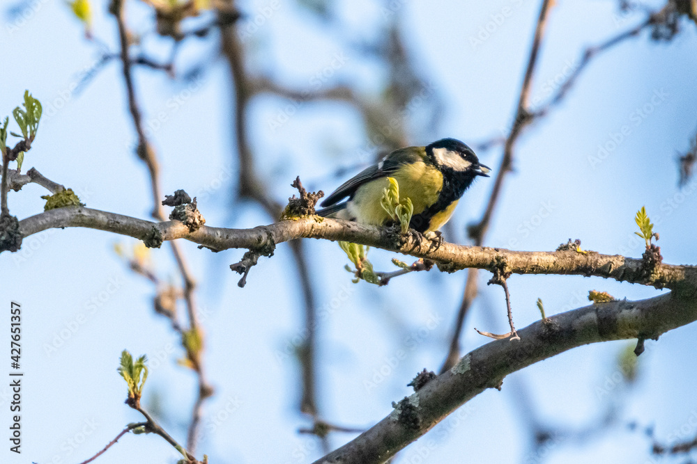 blue tit on a tree blue tit on a tree