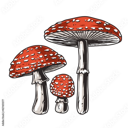 Mushroom picking of amanita. Poison mushrooms or fungus inedible fly agaric. Nature fungi fly-agaric