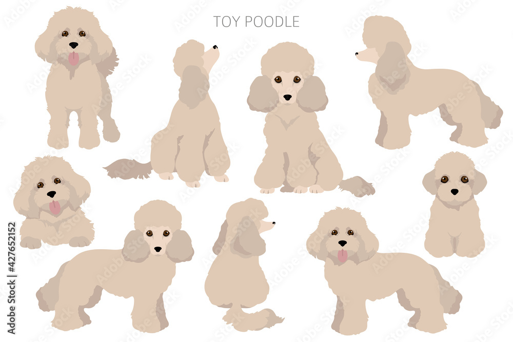 Toy poodle clipart. Different poses, coat colors set Stock Vector ...