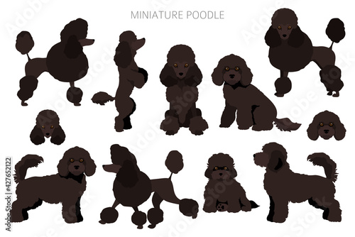 Miniature poodle clipart. Different poses, coat colors set