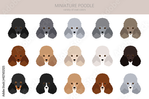Miniature poodle clipart. Different poses, coat colors set