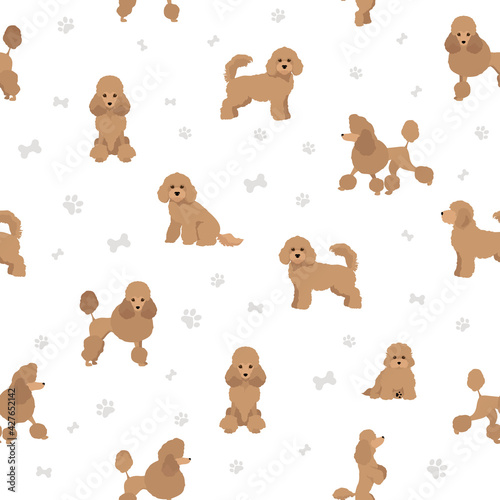 Miniature poodle clipart. Different poses, coat colors set