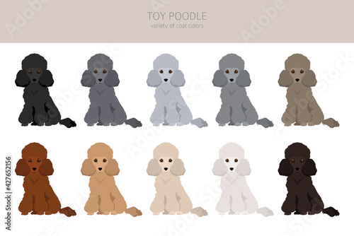 Toy poodle clipart. Different poses, coat colors set