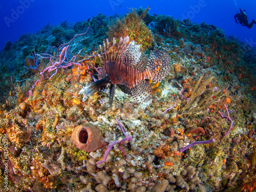 Red lionfish in a coral reef (Playa del Carmen, Quintana Roo, Yucatan, Mexico)