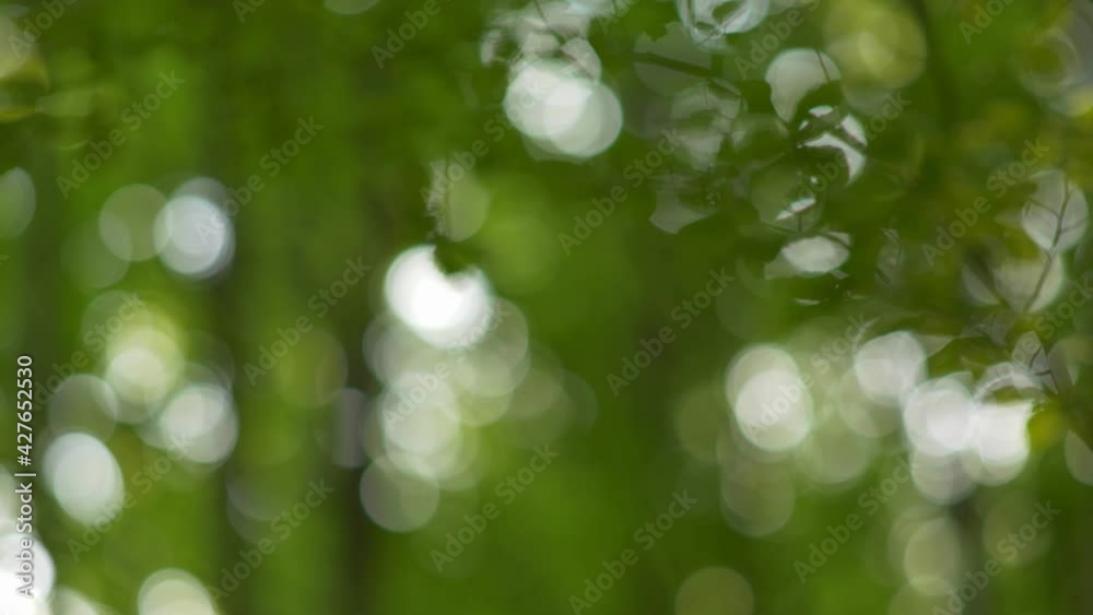 Green natural roundish bokeh background. Summer day in the forest. Green leaves and sun rays. 4K Green natural roundish bokeh background. Summer day in the forest. Green leaves and sun rays. 4K