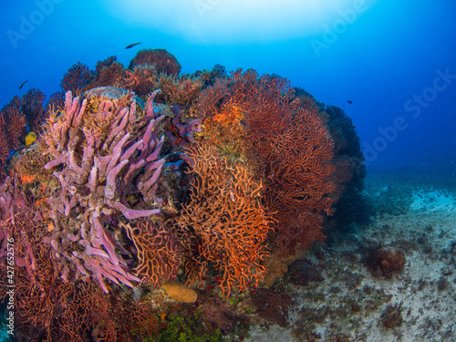 Bunch od Deepwater sea fan and Lavender rope sponge (Playa del Carmen, Quintana Roo, Yucatan, Mexico) photo