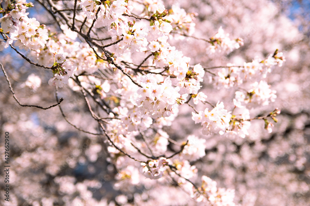 Obraz premium 目黒川の桜