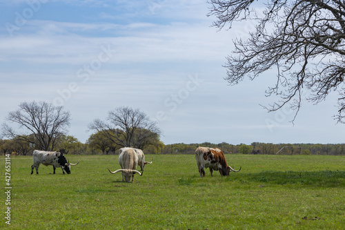 Texas Longhorns grazing in green pasture © Martina
