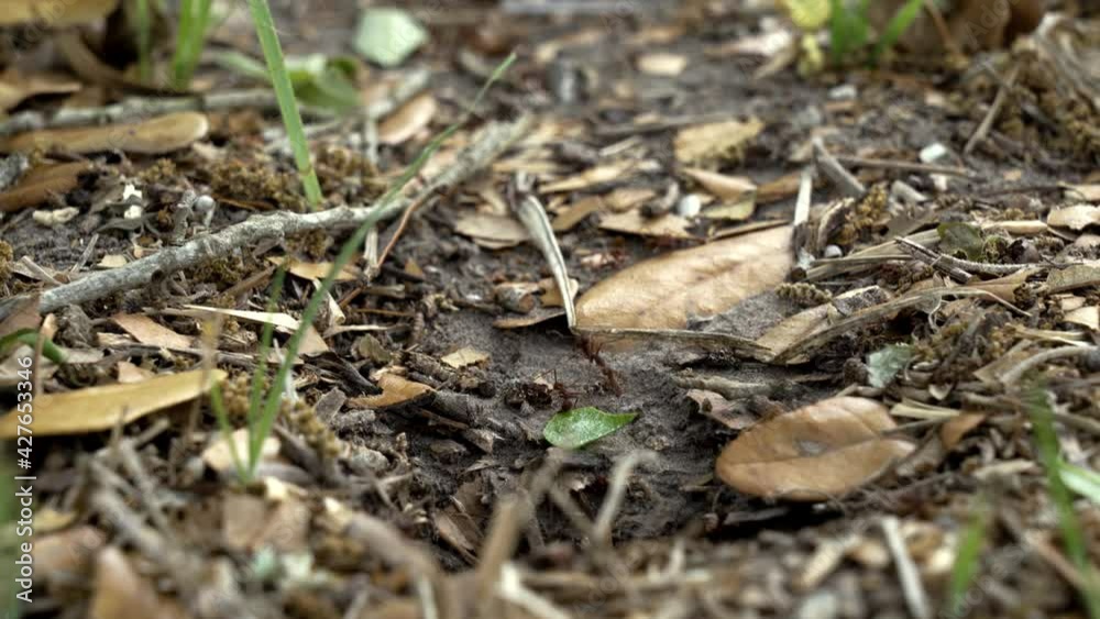 Texas Leafcutting Ants woking to bring back leafs to there home. Close up shot of the ants along there trial back to base as they busily work before night fall. Clip 5