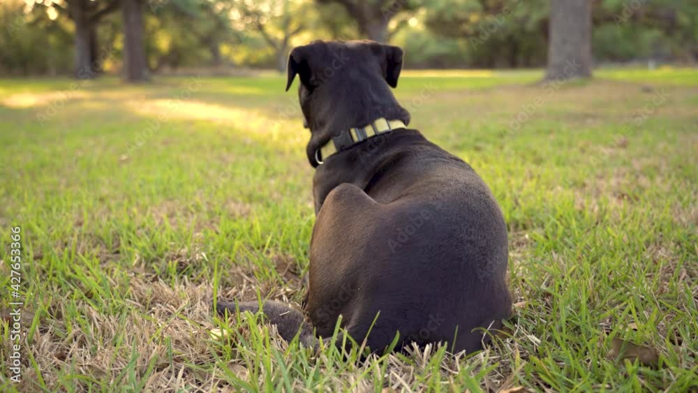 Full shot of a Black and Brown Rhodesian Ridgeback mix with Labrador Retriever. The dog is looking around and watching for movement in the background of the shot. Clip 4 Full shot of a Black and Brown Rhodesian Ridgeback mix with Labrador Retriever. The dog is looking around and watching for movement in the background of the shot. Clip 4