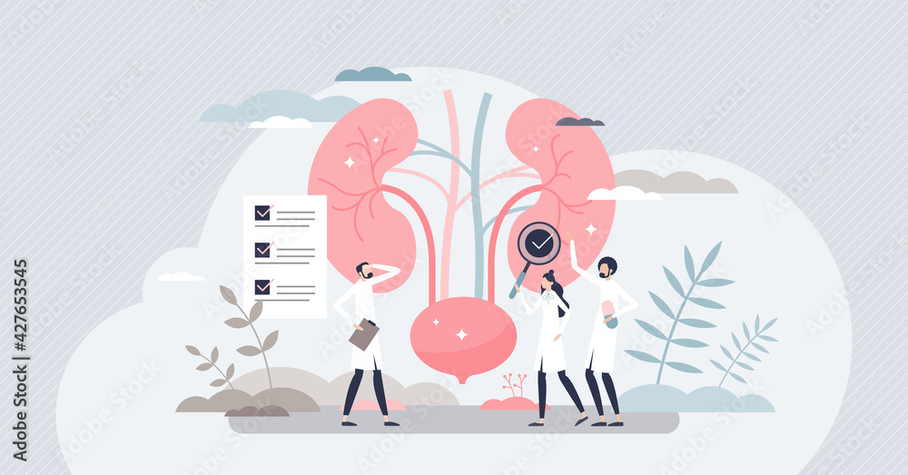 Nephrologist as kidney and bladder professional doctor tiny person concept - obrazy, fototapety, plakaty 