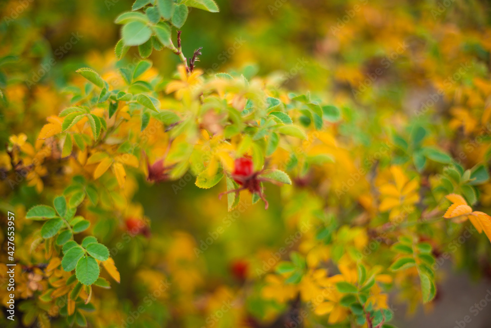 leaves leaves