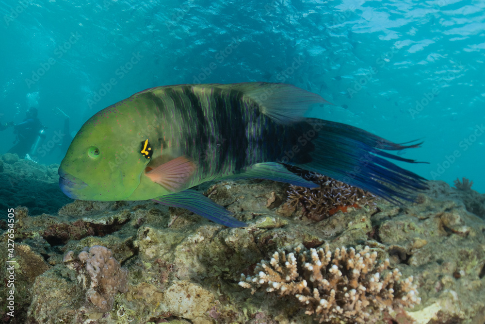 Fish swim in the Red Sea, colorful fish, Eilat Israel
Fish swim in the Red Sea, colorful fish, Eilat Israel
