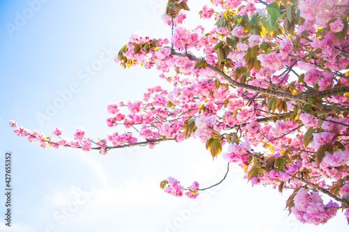 真っ青な空に咲く花桃 © pomupomu
