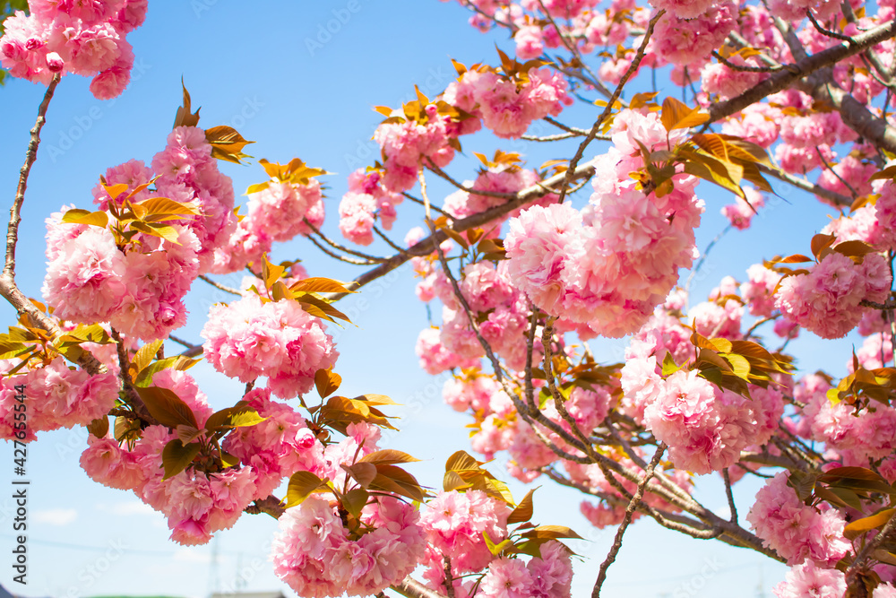 Obraz premium 青空に咲く花桃