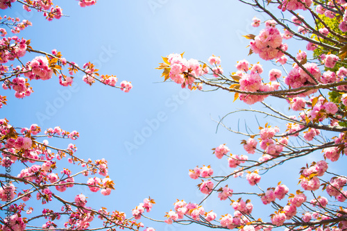 青空に咲く花桃