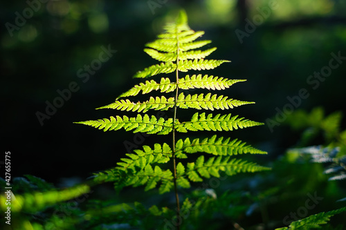 Plants in the forest as a background. Forest landscape in detail. Sunlight th...