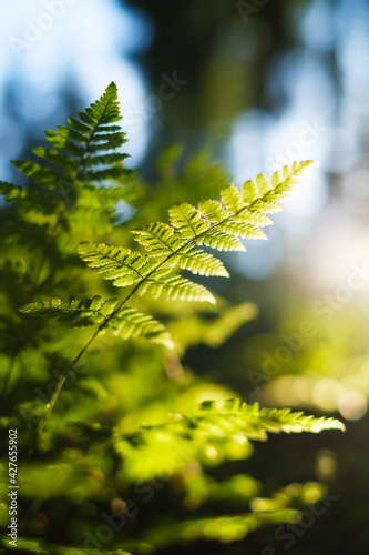Plants in the forest as a background. Forest landscape in detail. Sunlight th...