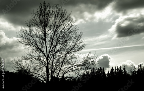 Dark tree and cloudy sky