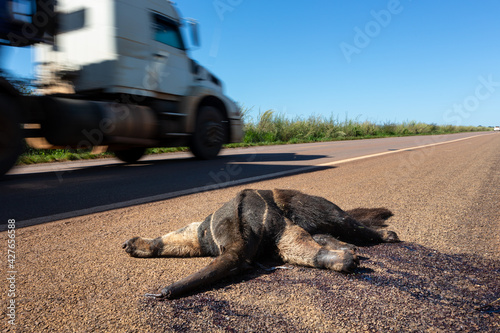 Sad scene of dead giant anteater, Myrmecophaga tridactyla, run over, killed by vehicle on the road. Wild animal roadkill in the amazon rainforest, Brazil. Concept of ecology, environment, biodiversity photo