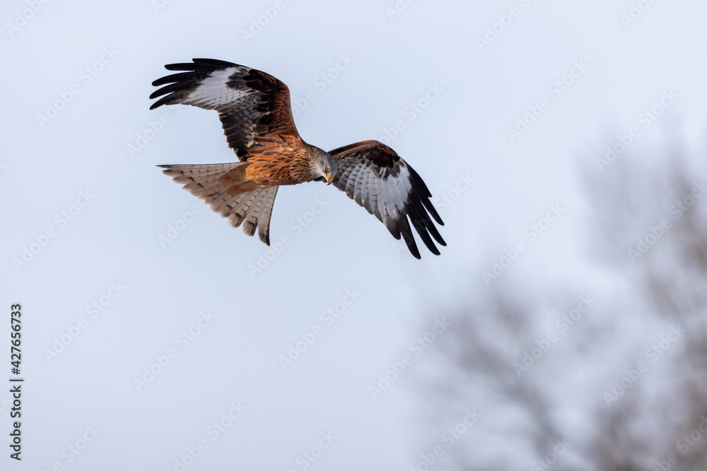 Adult Red kite milvus milvus flying with bent wings, Schleswig-Holstein, Northern Germany Adult Red kite milvus milvus flying with bent wings, Schleswig-Holstein, Northern Germany