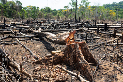 Amazon rainforest illegal deforestation landscape view of trees cut and burned to make land for agriculture and cattle pasture in Para, Brazil. Concept of ecology, environment, global warming.