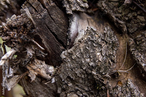 close up of a bark, close up of a trunk, bark of a tree