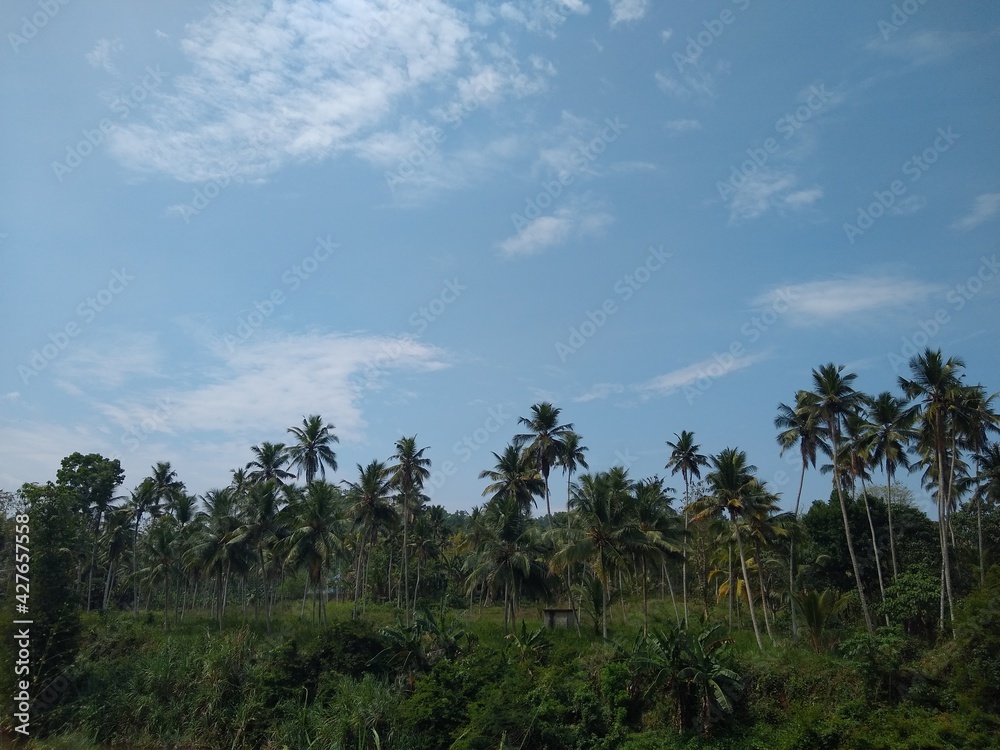 Coconut trees and blue sky, landscape views Coconut trees and blue sky, landscape views