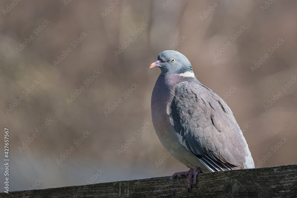 Side view of common wood pigeon sitting on top of a fence facing left Side view of common wood pigeon sitting on top of a fence facing left