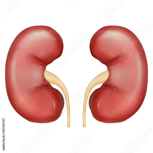 Vector realistic illustration of kidneys and urinary tract isolated on white background.