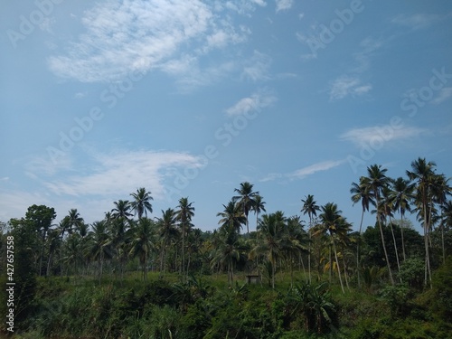 Coconut trees and blue sky, landscape views