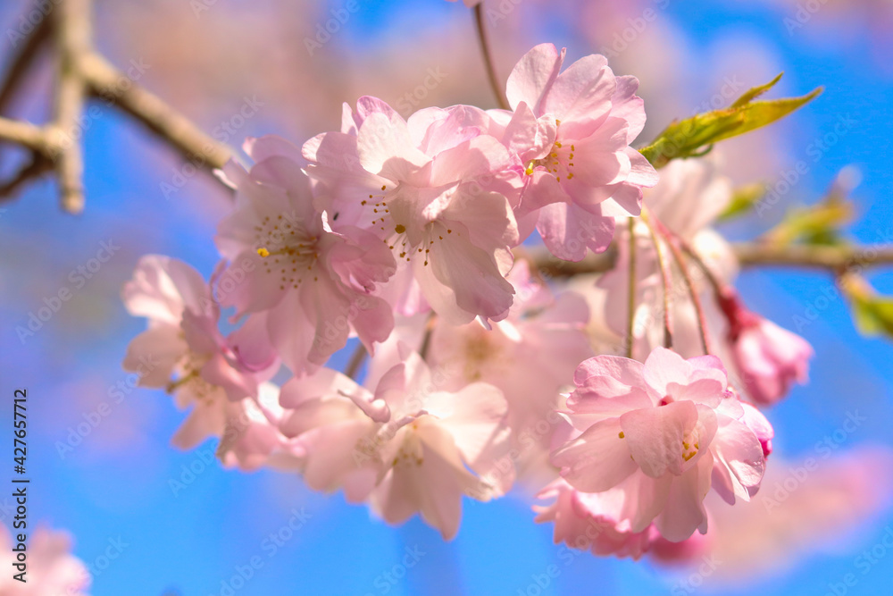 pink cherry blossom pink cherry blossom