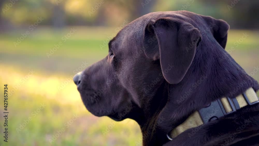 A close-up shot of a Black and Brown Rhodesian Ridgeback mix with ...