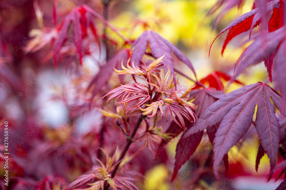 Botanical collection, young red leaves of red japan shaina acer tree Botanical collection, young red leaves of red japan shaina acer tree