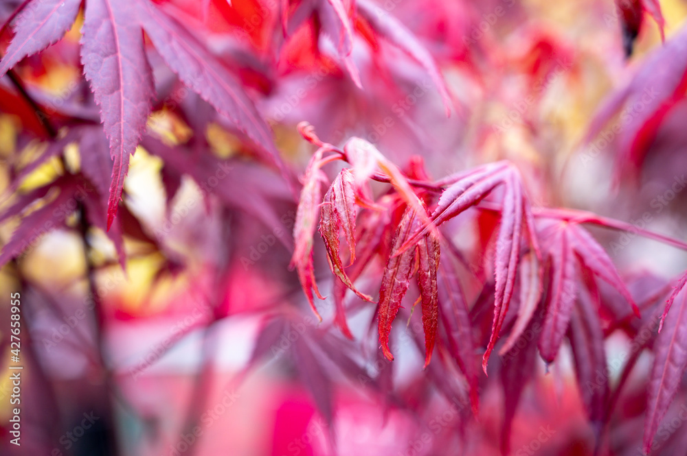 Botanical collection, young red leaves of red japan shaina acer tree Botanical collection, young red leaves of red japan shaina acer tree