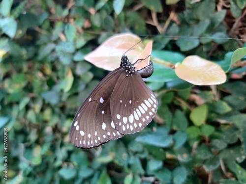 butterfly on a leaf