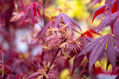 Botanical collection, young red leaves of red japan shaina acer tree