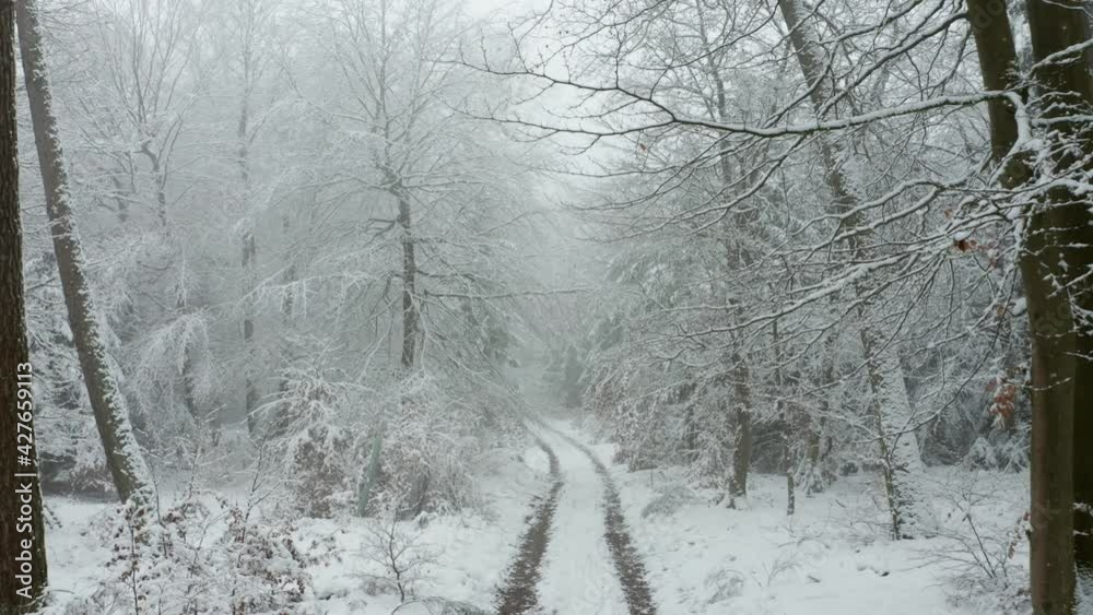snow covered path in forest