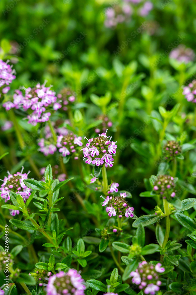 Botanical collection, purple blossom of medicinal and aromatic plant satureja or thyme Botanical collection, purple blossom of medicinal and aromatic plant satureja or thyme