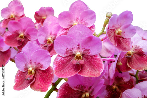Pink orchid blooming isolated on white background.