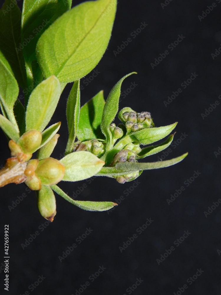 branch with green leaves, lilac, spring branch with green leaves, lilac, spring