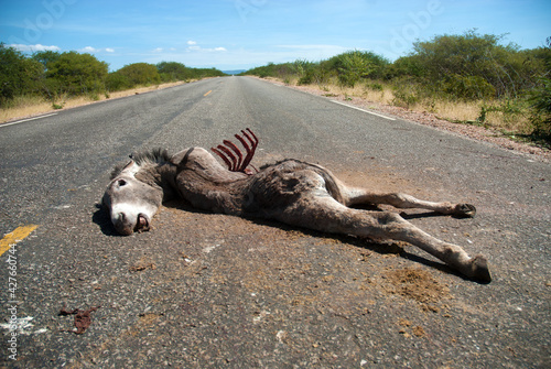 Juazeiro, September 25, 2006.
Danger on the road.Animal dead, Donkey was hit by truck on the road near the city of Juazeiro, Bahia, Brazil.