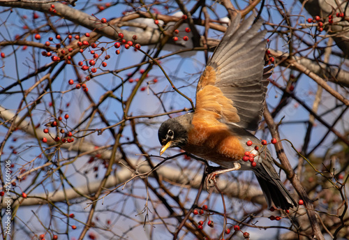 Robin bird with open wings trying to sit on tree branch
