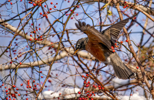 Robin bird with open wings trying to eat the berries